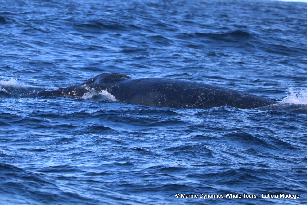 humpback whale, whale watching, gansbaai, south africa