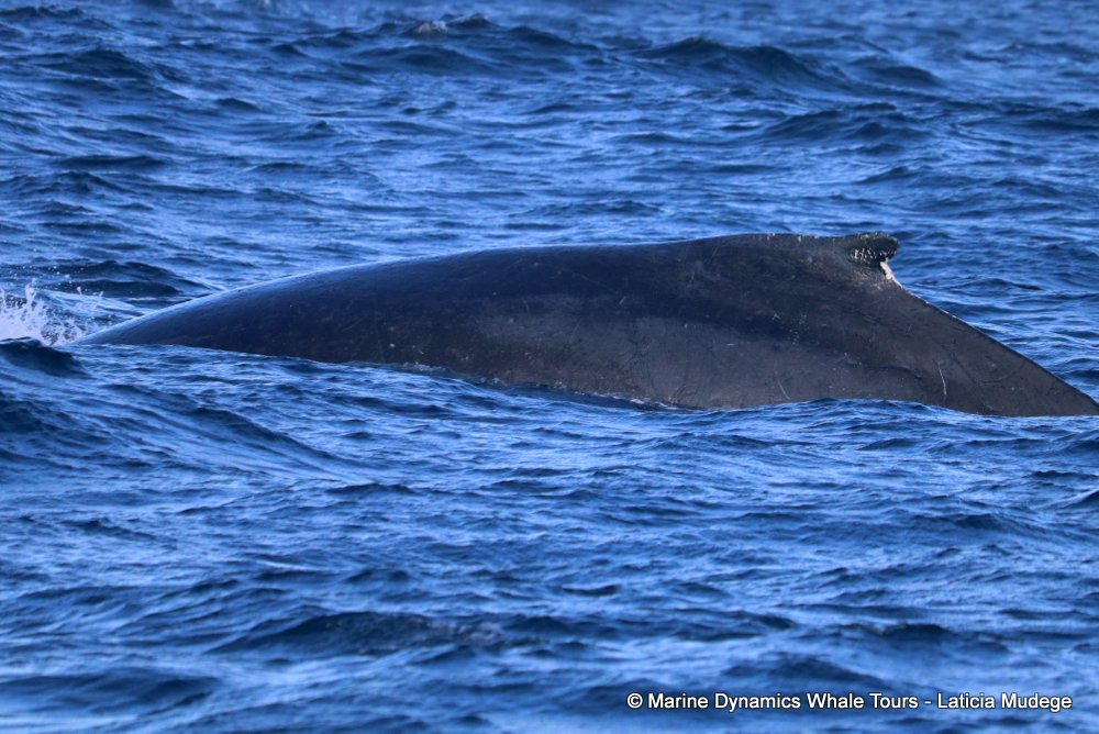 humpback whale, whale watching, gansbaai, south africa