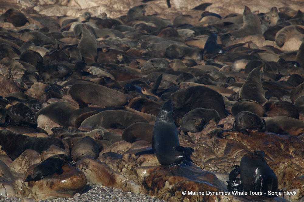 cape fur seal, whale watching, gansbaai, south africa