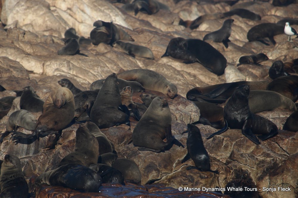 cape fur seal, whale watching, gansbaai, south africa