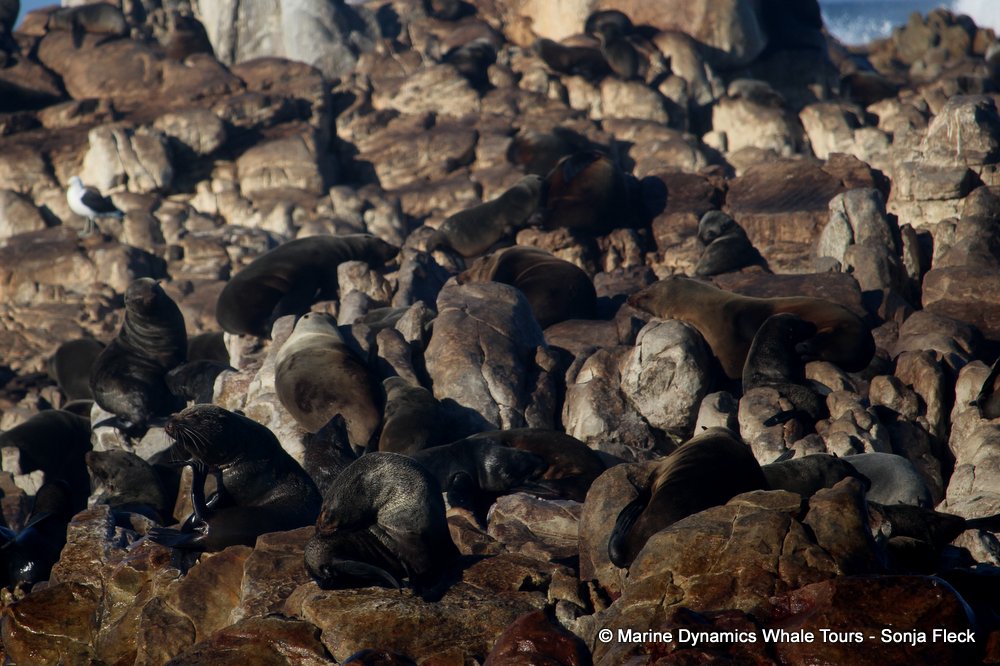 cape fur seal, whale watching, gansbaai, south africa