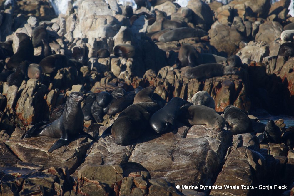 cape fur seal, whale watching, gansbaai, south africa