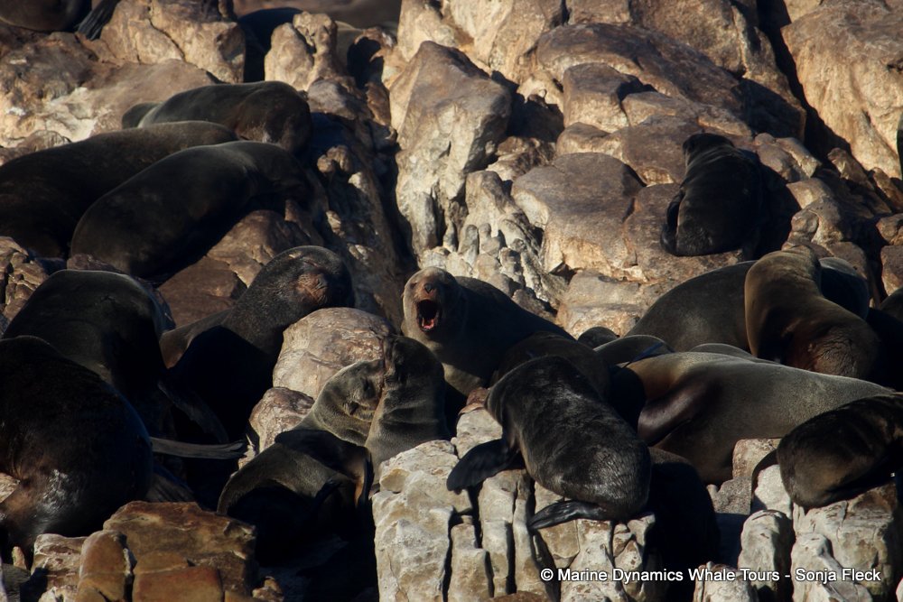 cape fur seal, whale watching, gansbaai, south africa