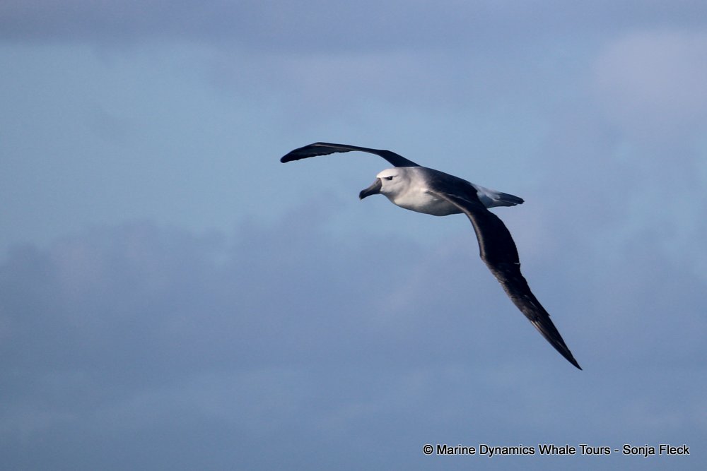 albatross, whale watching, gansbaai, south africa