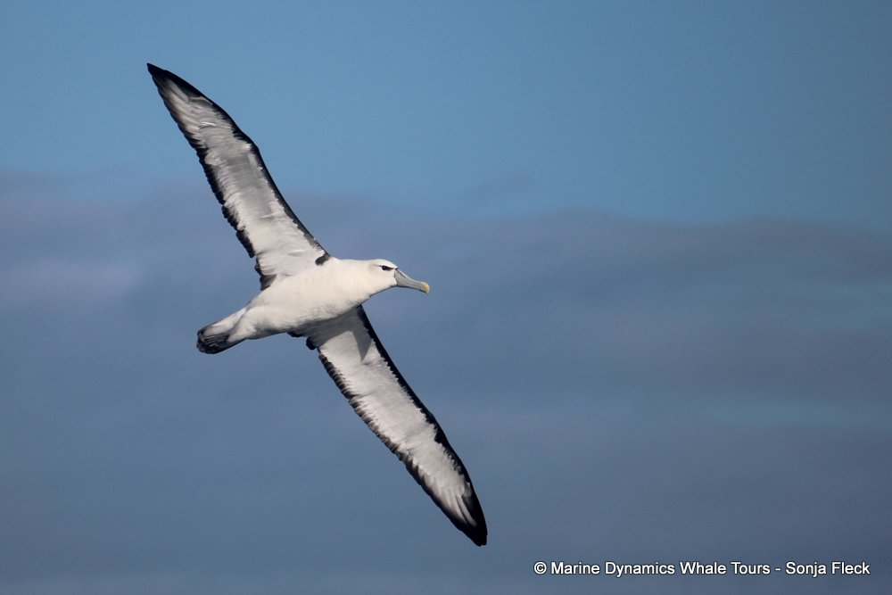 albatross, whale watching, gansbaai, south africa