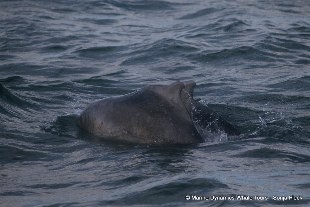 humpback dolphin, whale watching, gansbaai, south africa