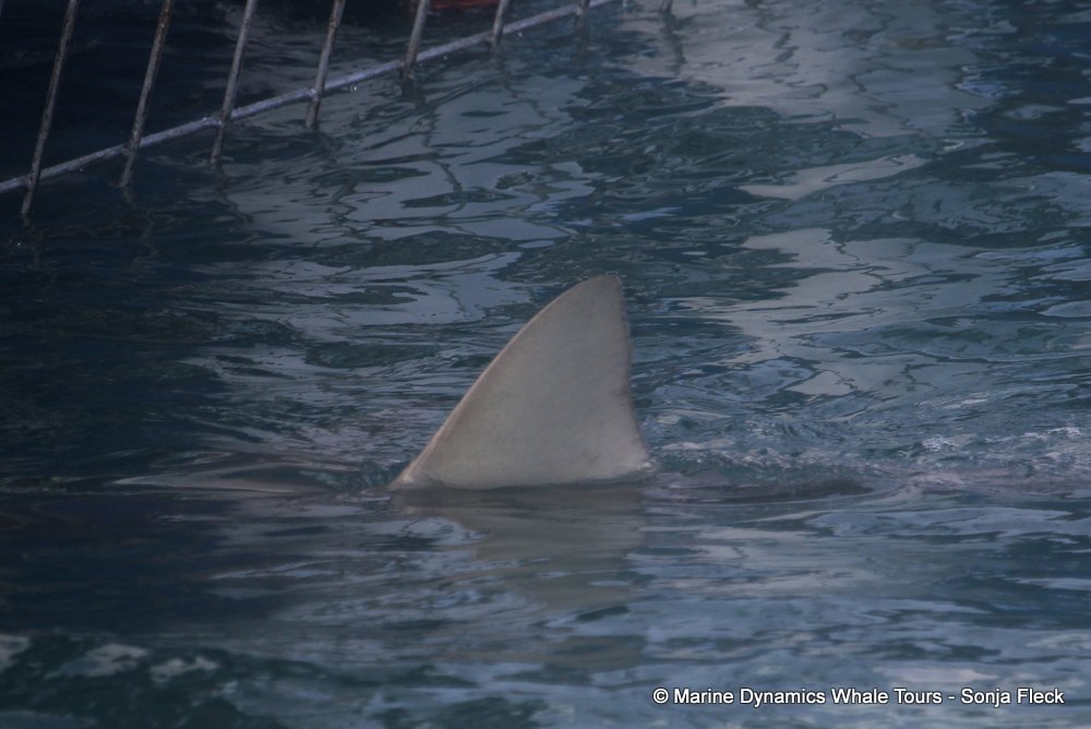 bronze whaler shark, whale watching, gansbaai, south africa,