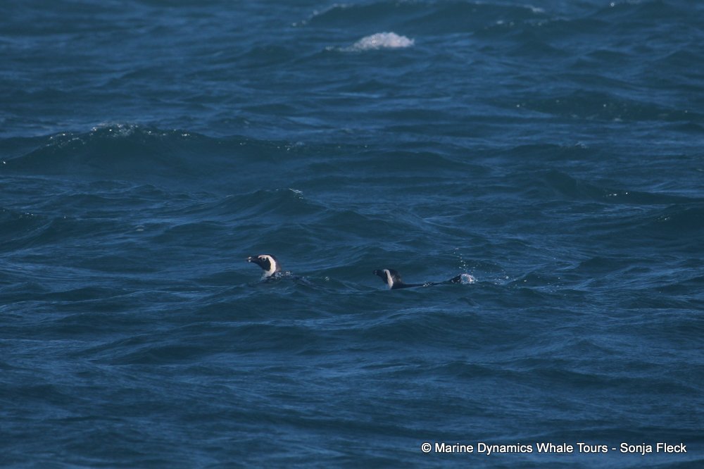 african penguin, whale watching, gansbaai, south africa