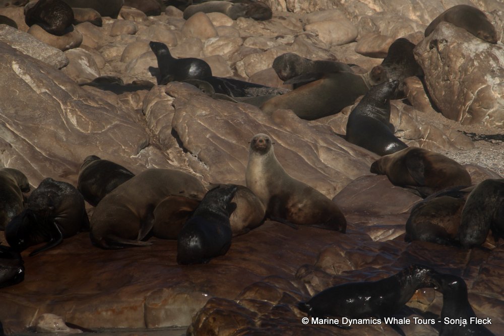cape fur seal, whale watching, gansbaai, south africa