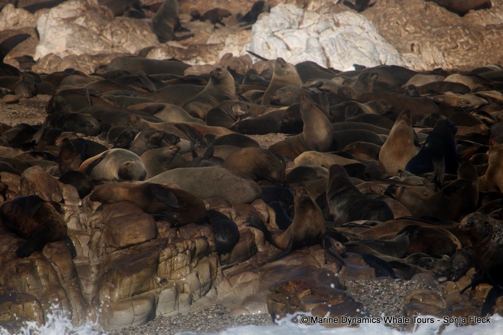 cape fur seal, whale watching, gansbaai, south africa