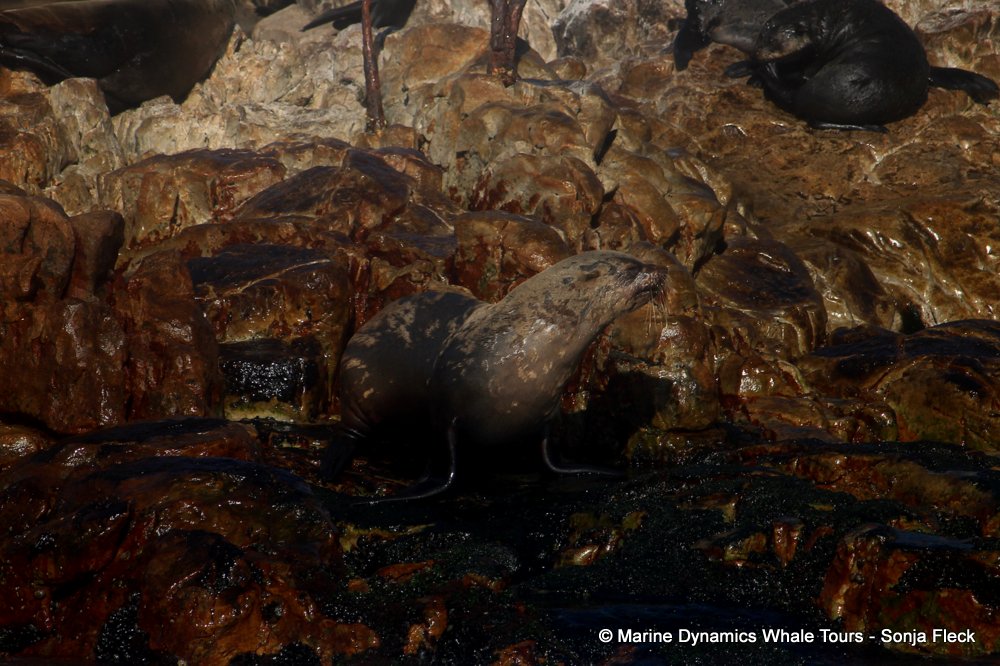 cape fur seal, whale watching, gansbaai, south africa