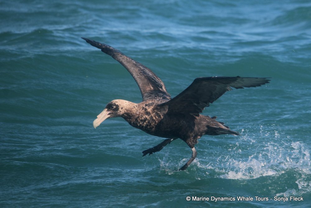 Giant Petrel, whale watching, gansbaai, south africa,