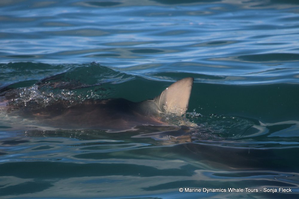 bronze whaler shark, whale watching, gansbaai, south africa,