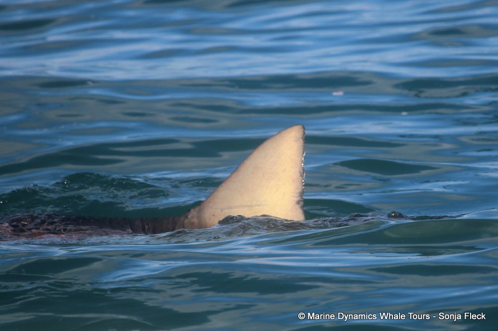 bronze whaler shark, whale watching, gansbaai, south africa,