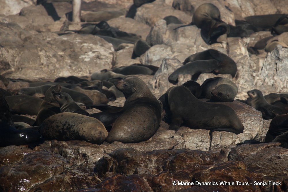 cape fur seal, whale watching, gansbaai, south africa