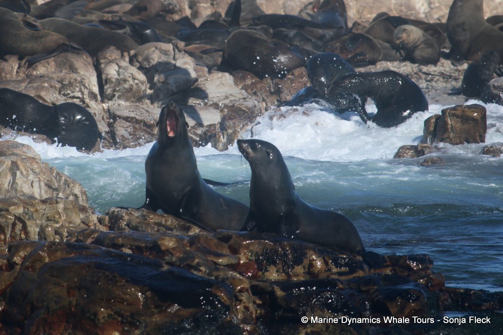 cape fur seal, whale watching, gansbaai, south africa