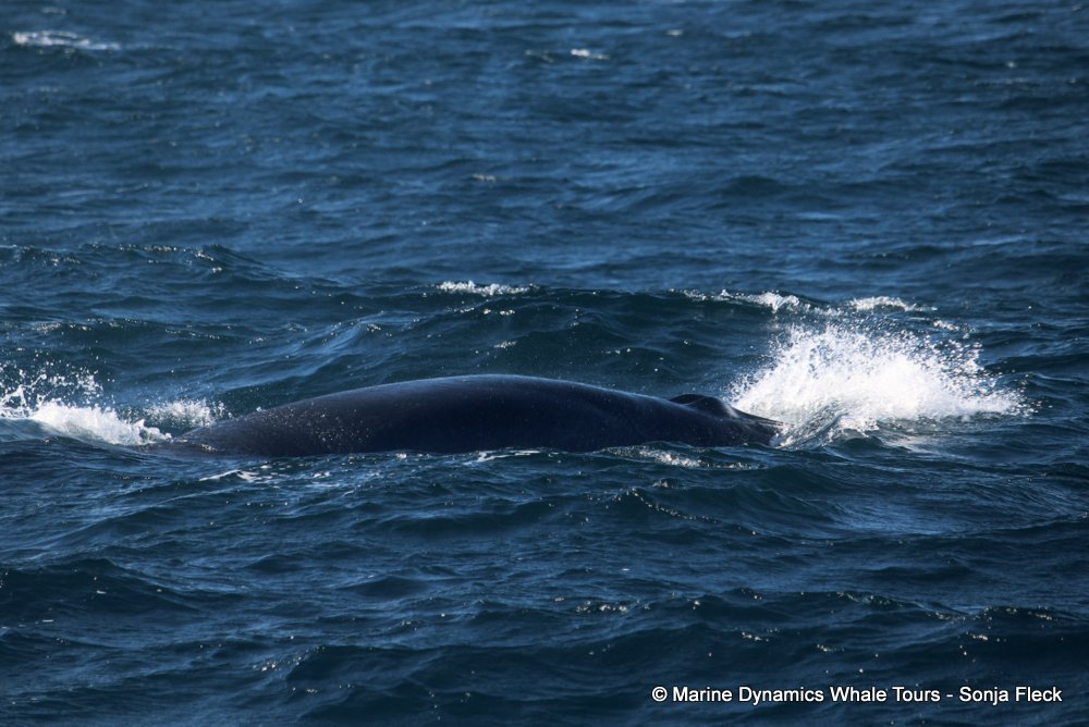 bryde's whale, whale watching, gansbaai, south africa,