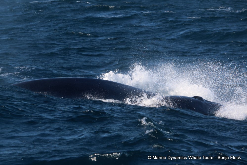 Marine Big 5 Daily Blog 12 July