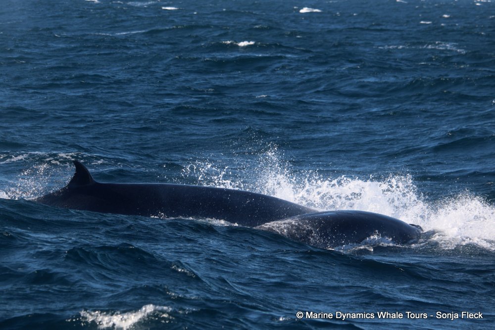 bryde's whale, whale watching, gansbaai, south africa,