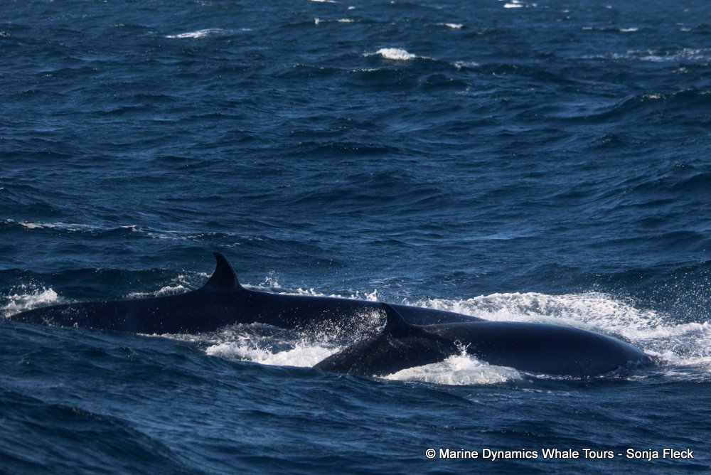 bryde's whale, whale watching, gansbaai, south africa,