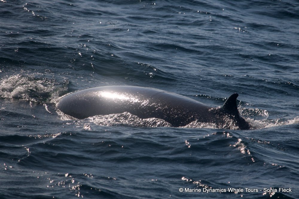 bryde's whale, whale watching, gansbaai, south africa,