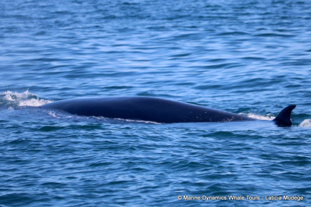 bryde's whale, whale watching, gansbaai, south africa,