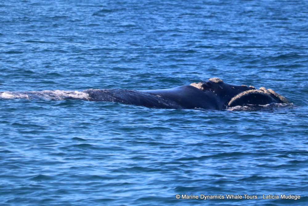 Southern right whale, whale watching, gansbaai, south africa,