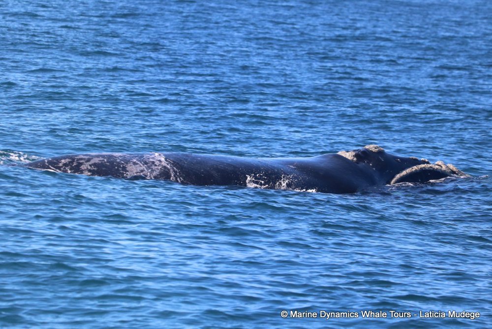 Southern right whale, whale watching, gansbaai, south africa,