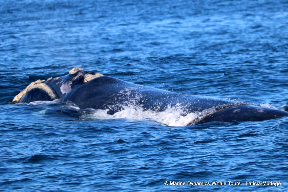 Southern right whale, whale watching, gansbaai, south africa,