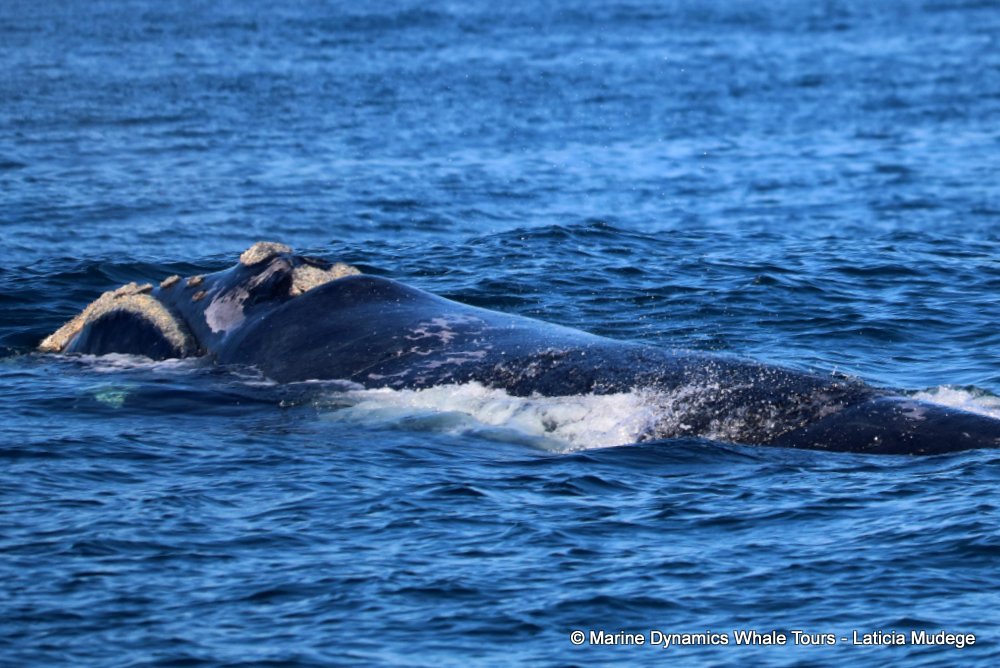 Southern right whale, whale watching, gansbaai, south africa,