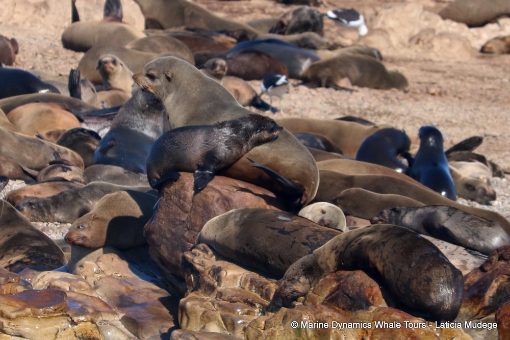 cape fur seal, whale watching, gansbaai, south africa