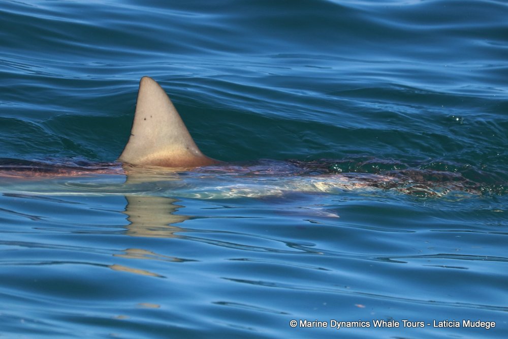 bronze whaler shark, whale watching, gansbaai, south africa,