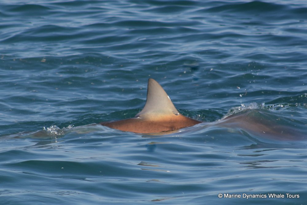 bronze whaler shark, whale watching, gansbaai, south africa,