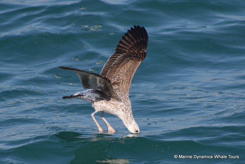 gull, whale watching, gansbaai, south africa,