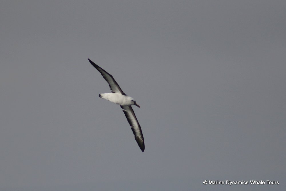 albatross, whale watching, gansbaai, south africa