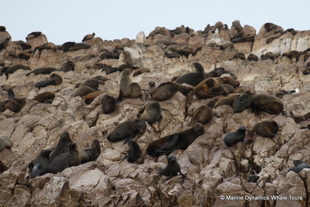 cape fur seal, whale watching, gansbaai, south africa
