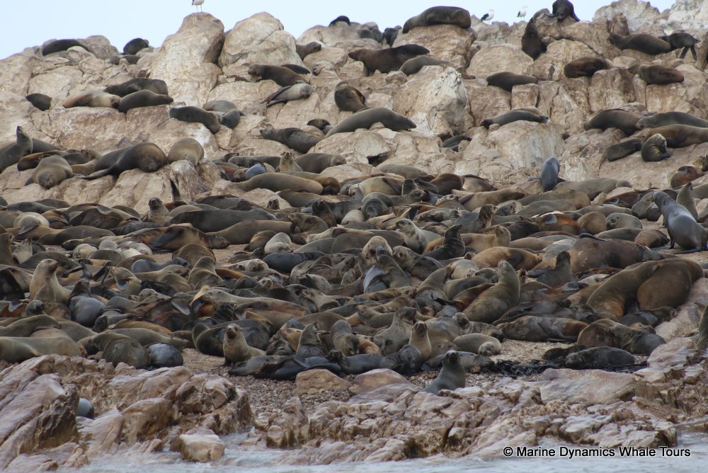 cape fur seal, whale watching, gansbaai, south africa