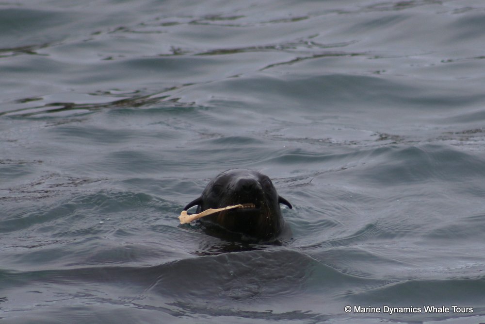 cape fur seal, whale watching, gansbaai, south africa