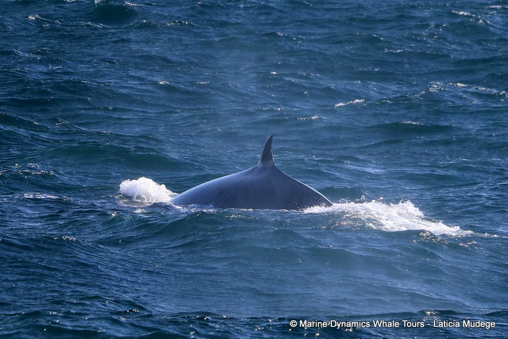 bryde's whale, whale watching, gansbaai, south africa,