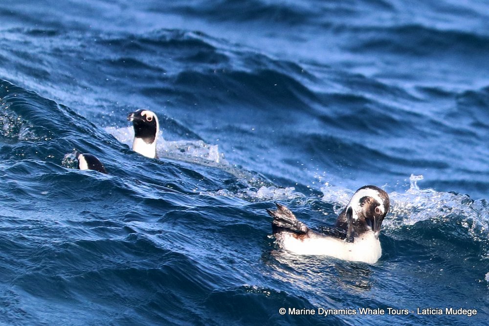 african penguin, whale watching, gansbaai, south africa