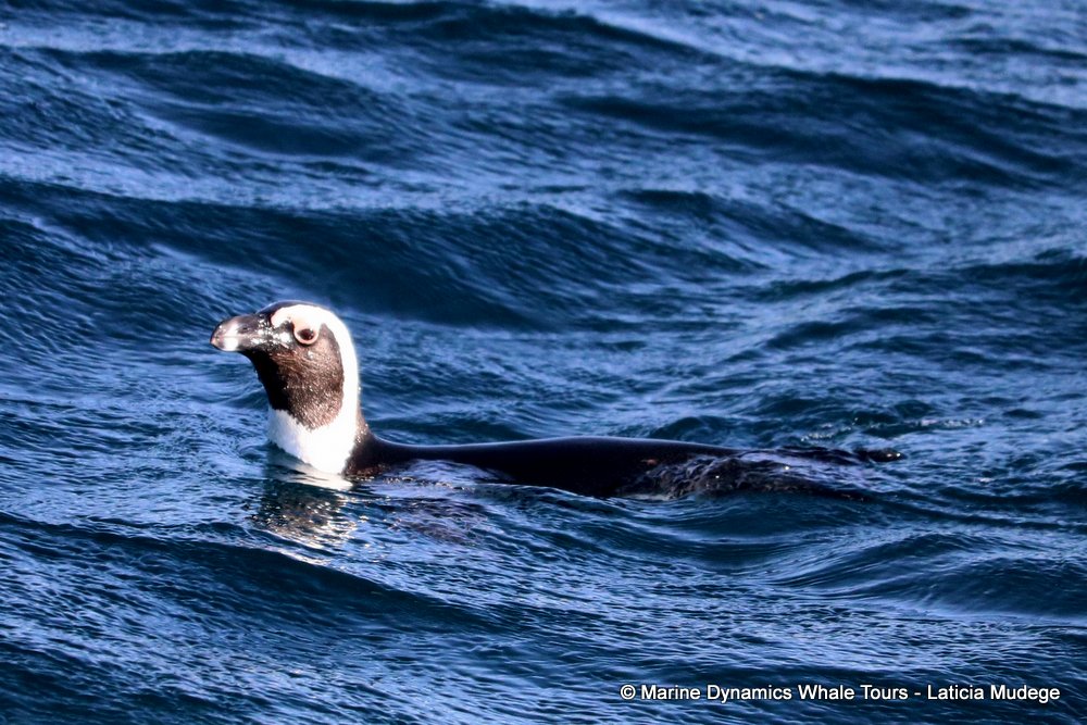 african penguin, whale watching, gansbaai, south africa