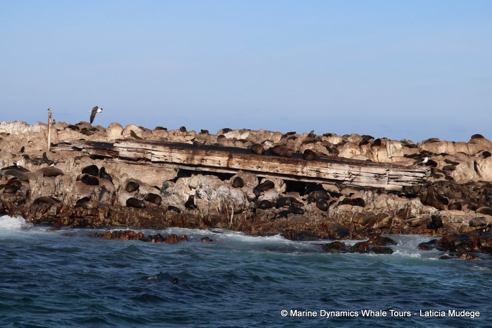 cape fur seal, whale watching, gansbaai, south africa