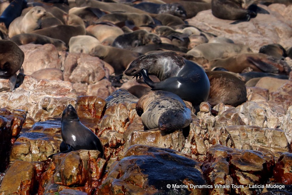 cape fur seal, whale watching, gansbaai, south africa