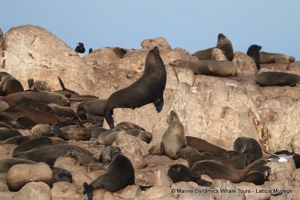 cape fur seal, whale watching, gansbaai, south africa