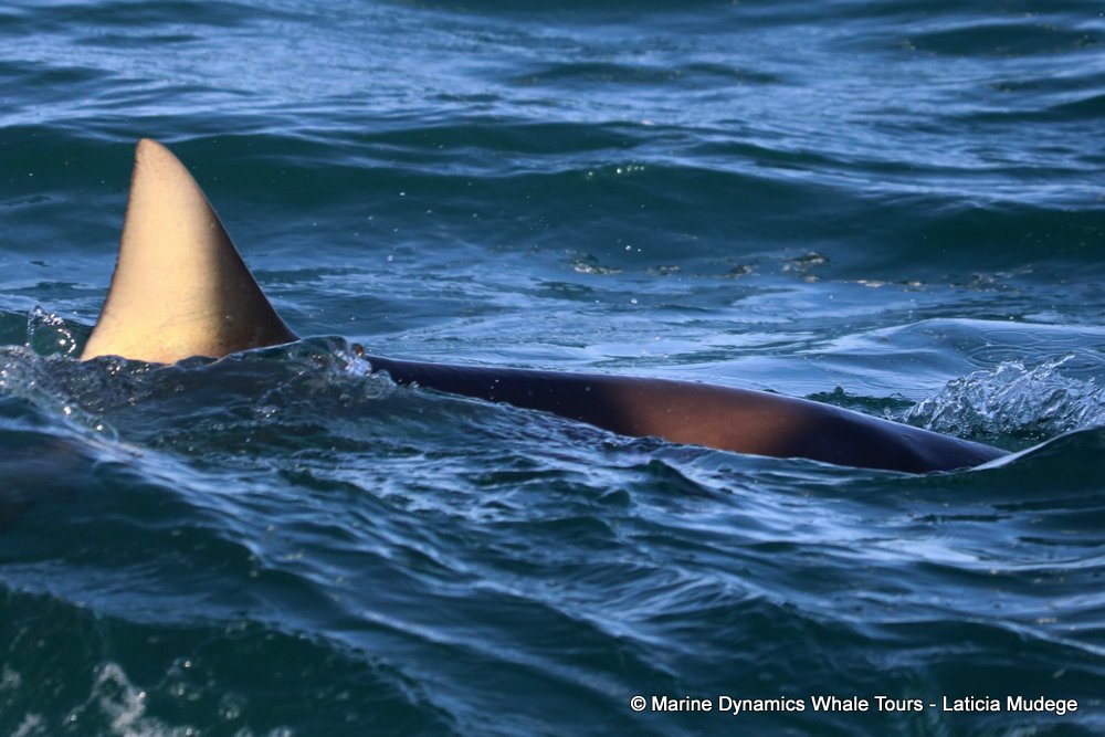 bronze whaler shark, whale watching, gansbaai, south africa,