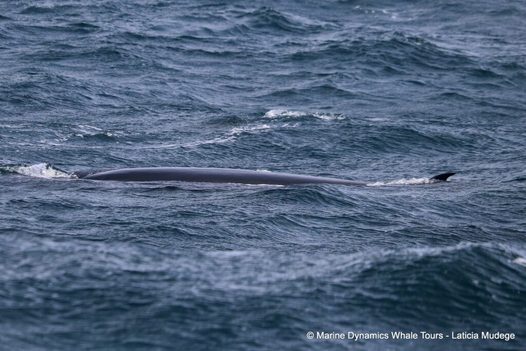 bryde's whale, whale watching, gansbaai, south africa,