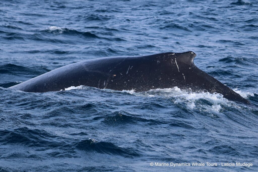 humpback whale, whale watching, gansbaai, south africa