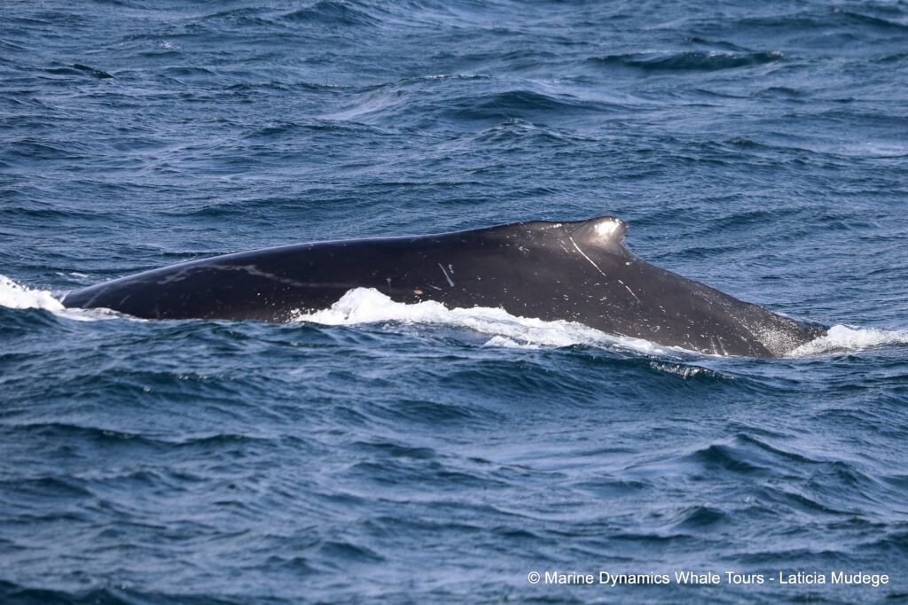 humpback whale, whale watching, gansbaai, south africa