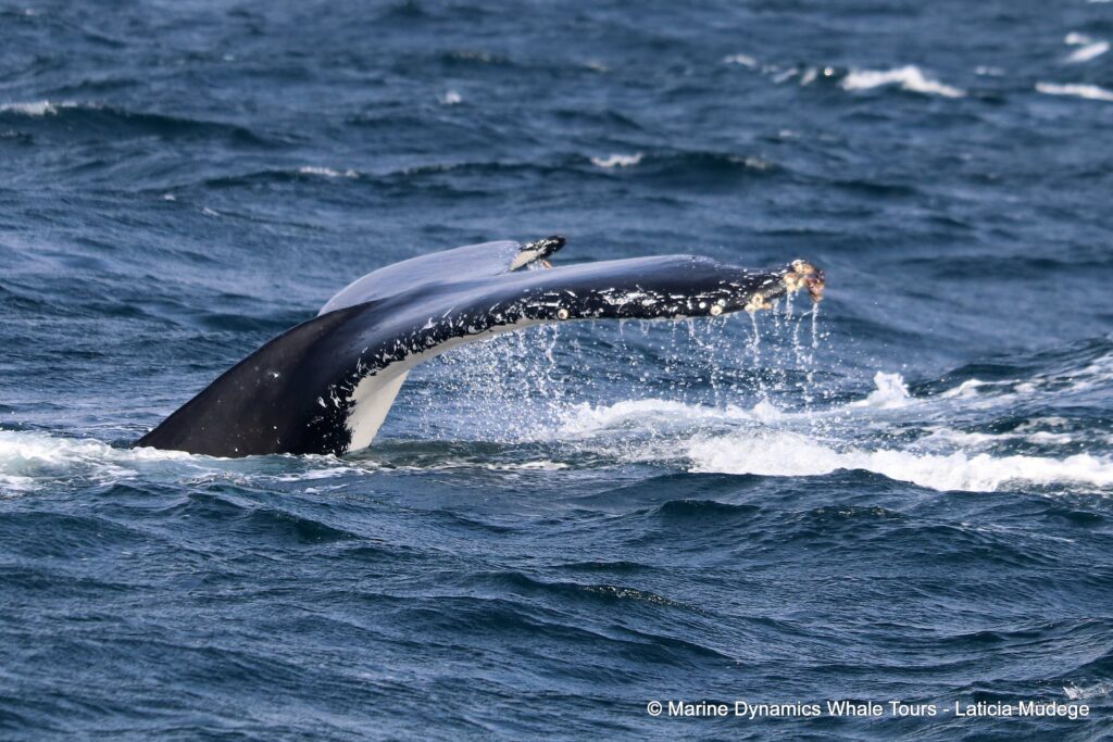 humpback whale, whale watching, gansbaai, south africa