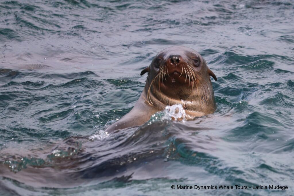 cape fur seal, whale watching, gansbaai, south africa